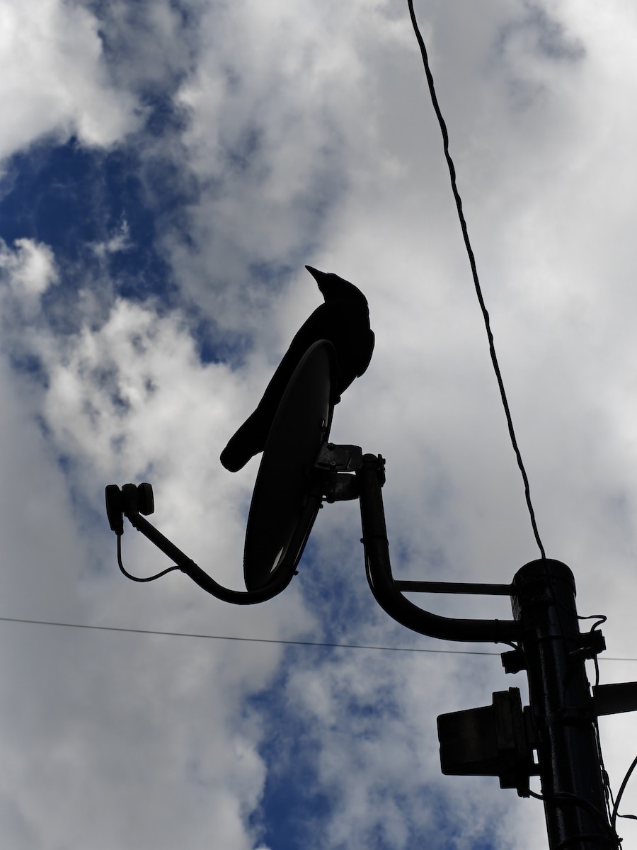 Ворона великодзьоба - ML644193272