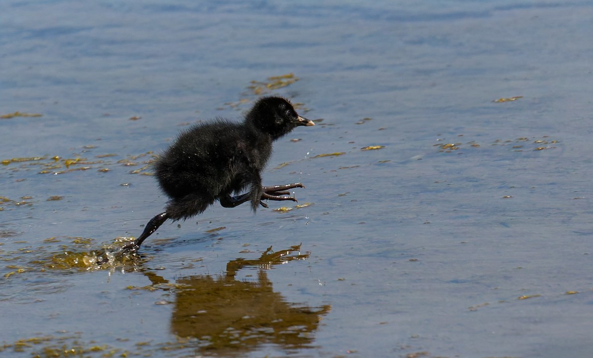 Ridgway's Rail (Light-footed) - ML644193277
