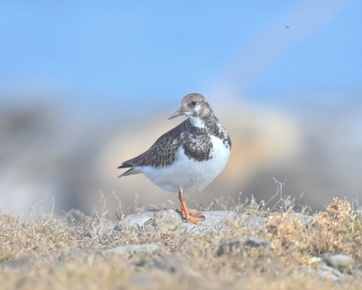 Tournepierre à collier - ML644193286