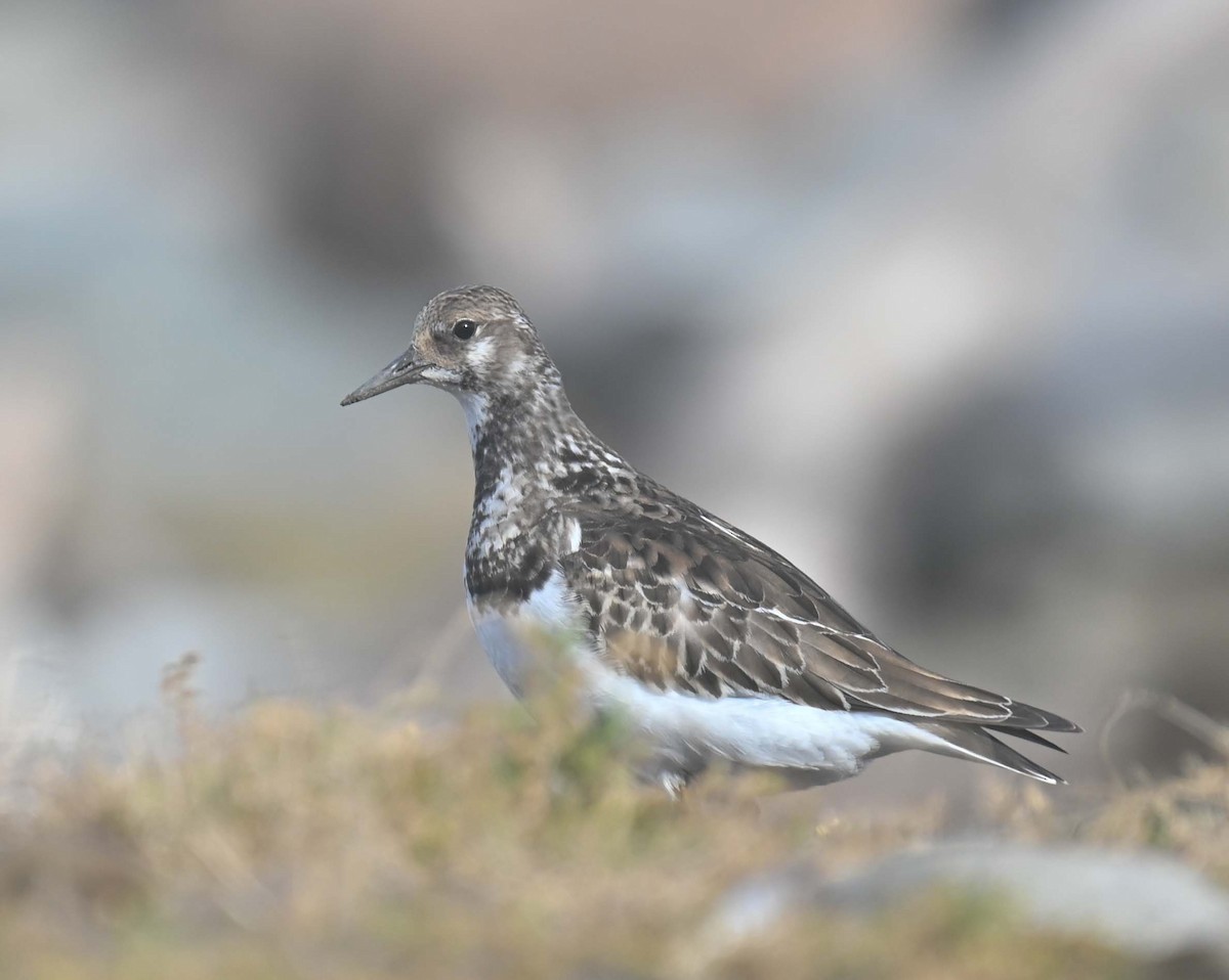 Tournepierre à collier - ML644193287