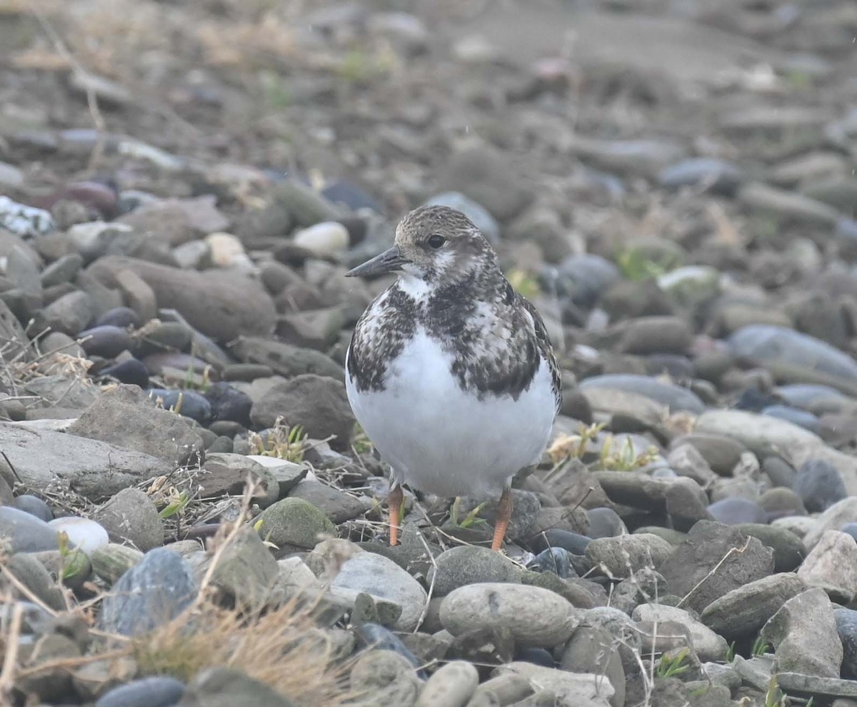Tournepierre à collier - ML644193288