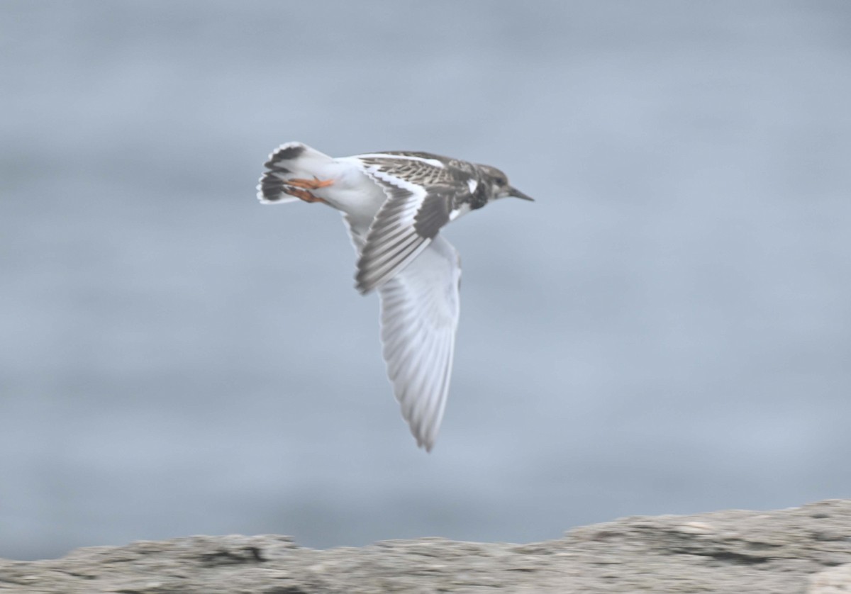 Tournepierre à collier - ML644193289