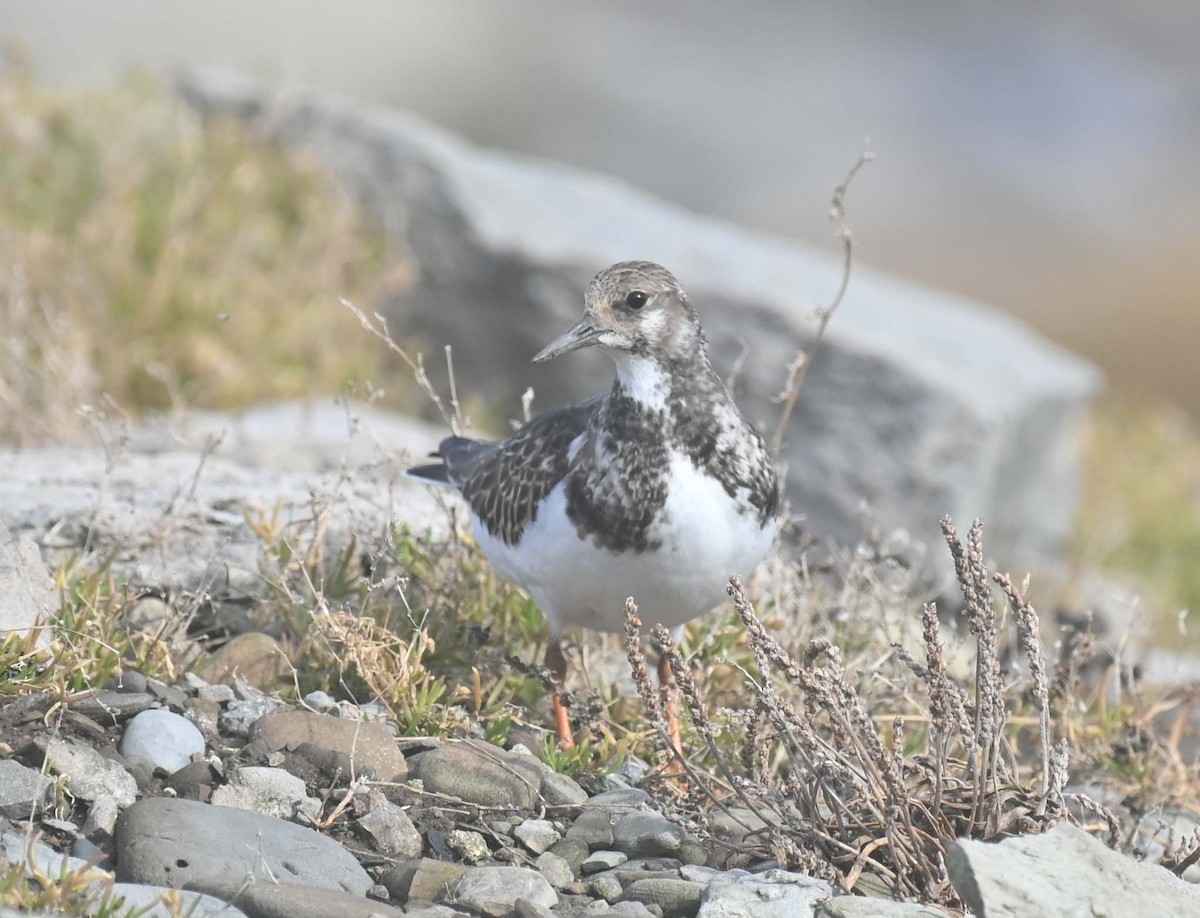 Tournepierre à collier - ML644193290