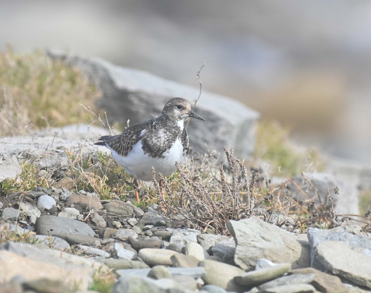 Tournepierre à collier - ML644193291