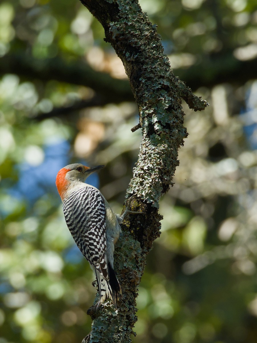 Red-bellied Woodpecker - ML644193292
