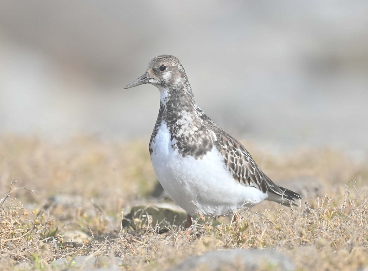 Tournepierre à collier - ML644193293