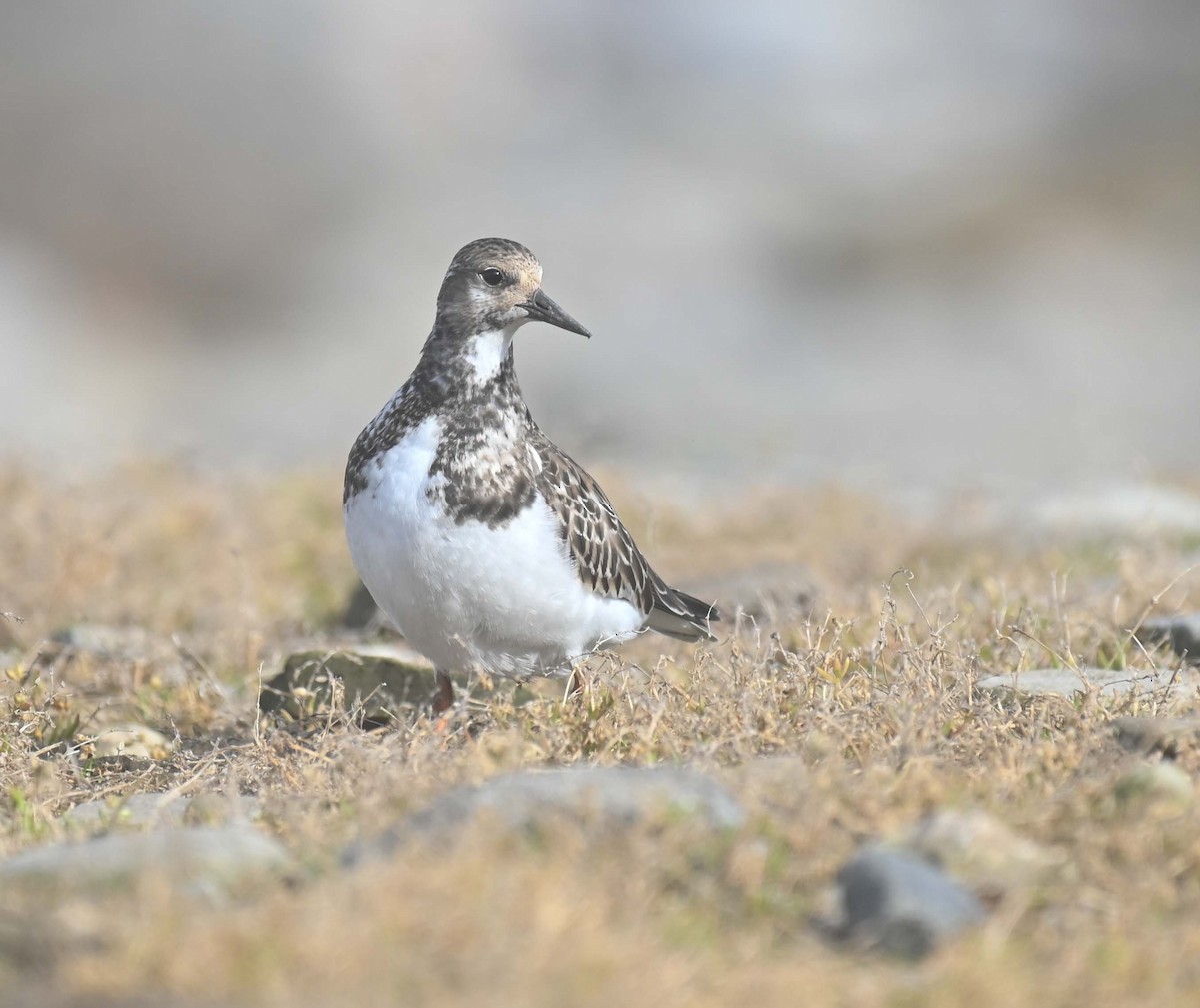 Tournepierre à collier - ML644193294