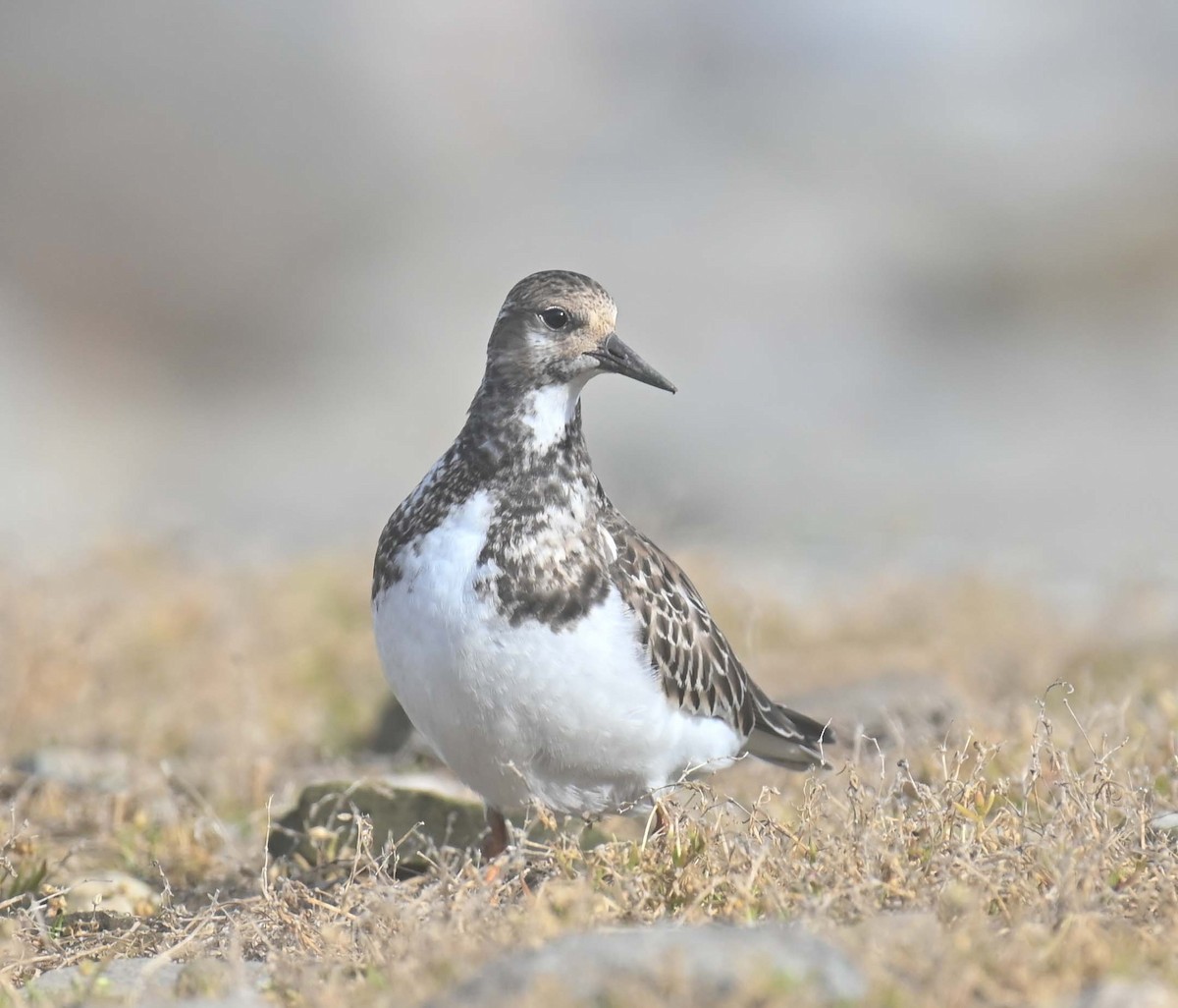 Tournepierre à collier - ML644193295