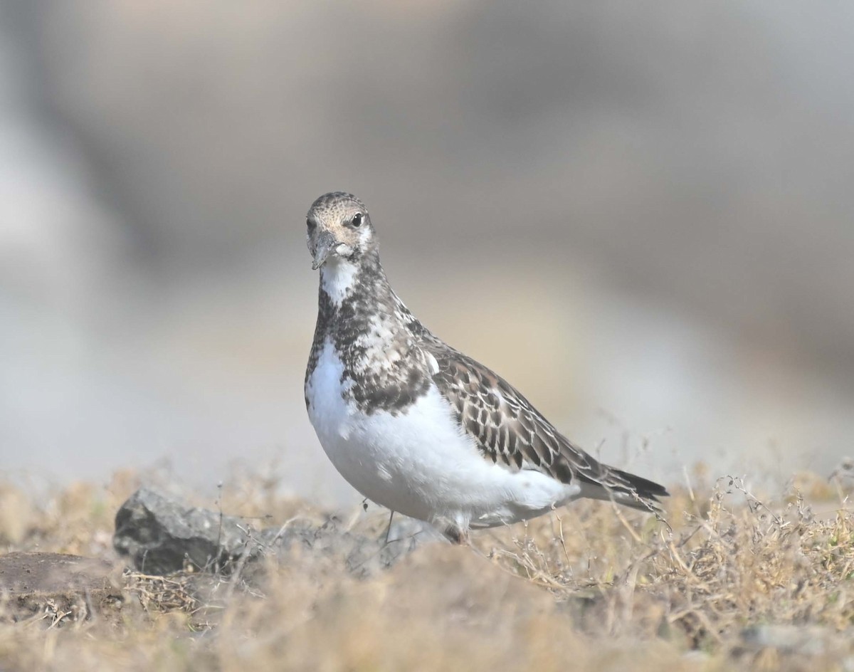 Tournepierre à collier - ML644193296