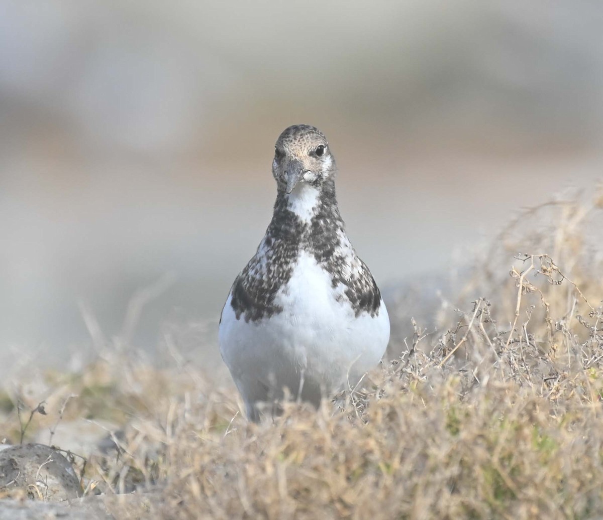 Tournepierre à collier - ML644193297