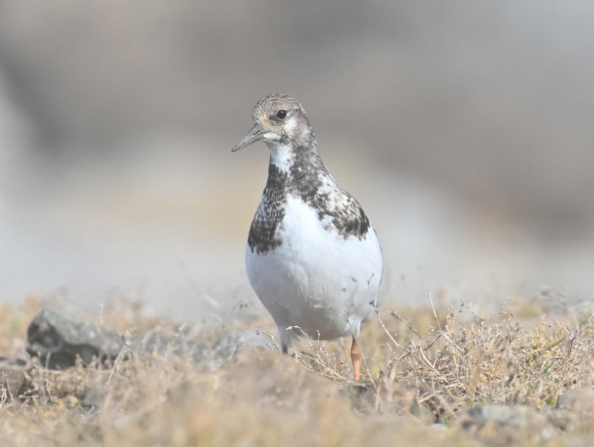 Tournepierre à collier - ML644193298