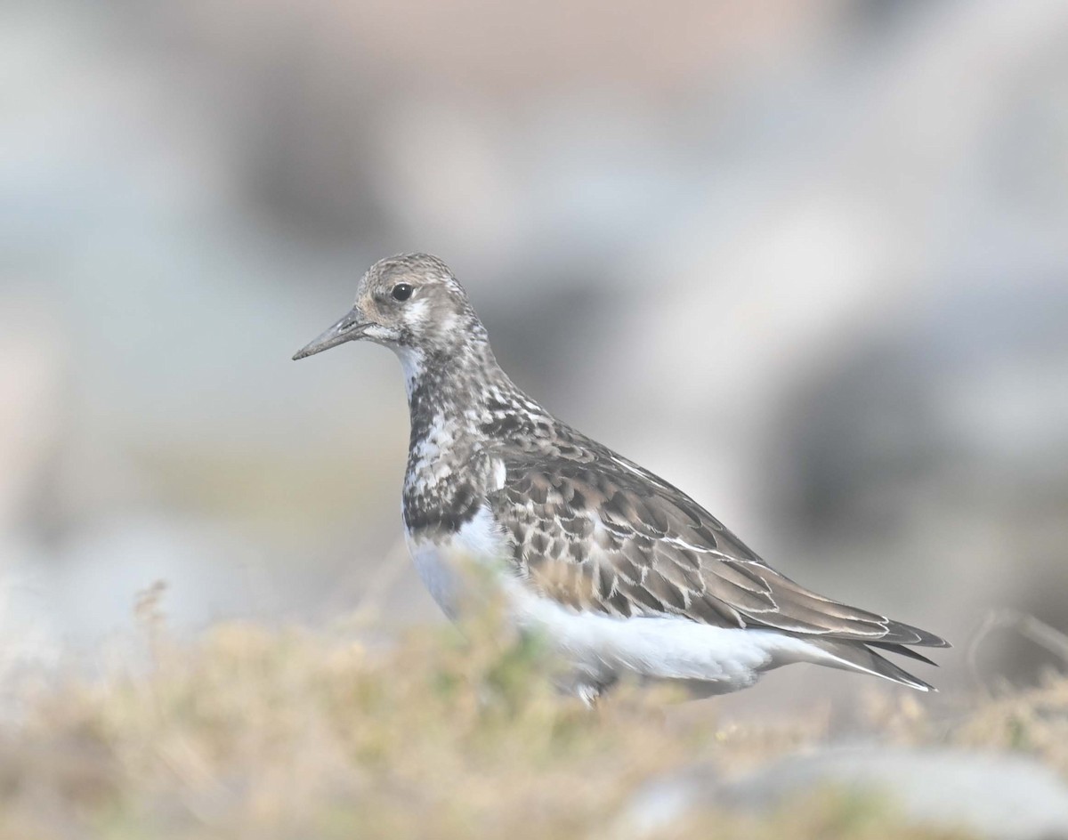 Tournepierre à collier - ML644193299
