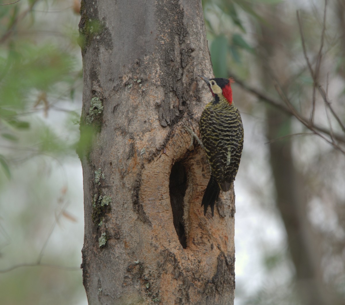 Green-barred Woodpecker - ML644193300