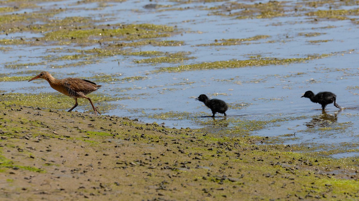 Ridgway's Rail (Light-footed) - ML644193314