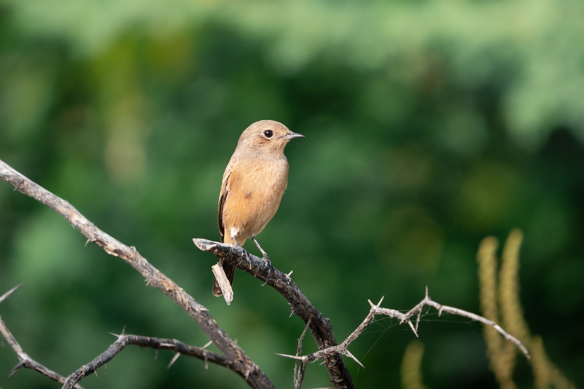 Brown Rock Chat - ML644193316