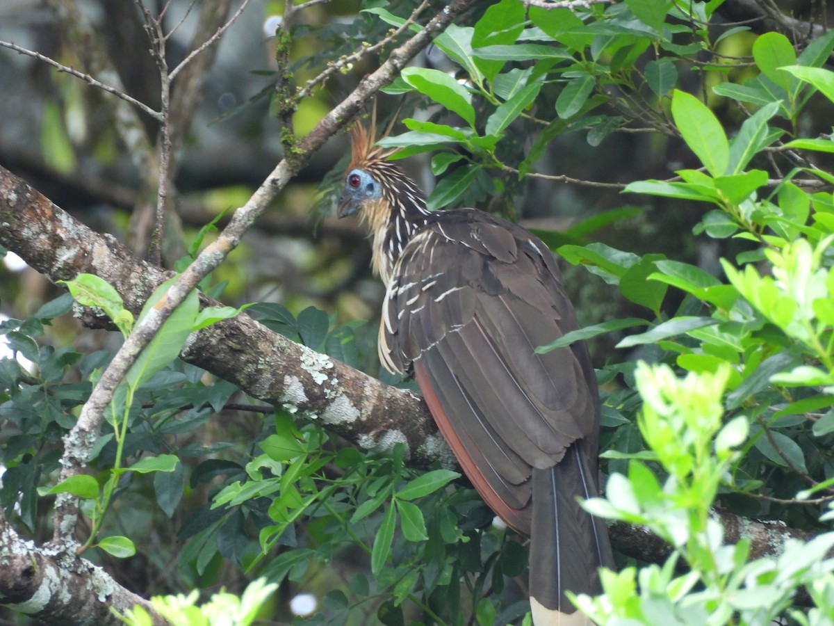 Hoatzin - ML644193318
