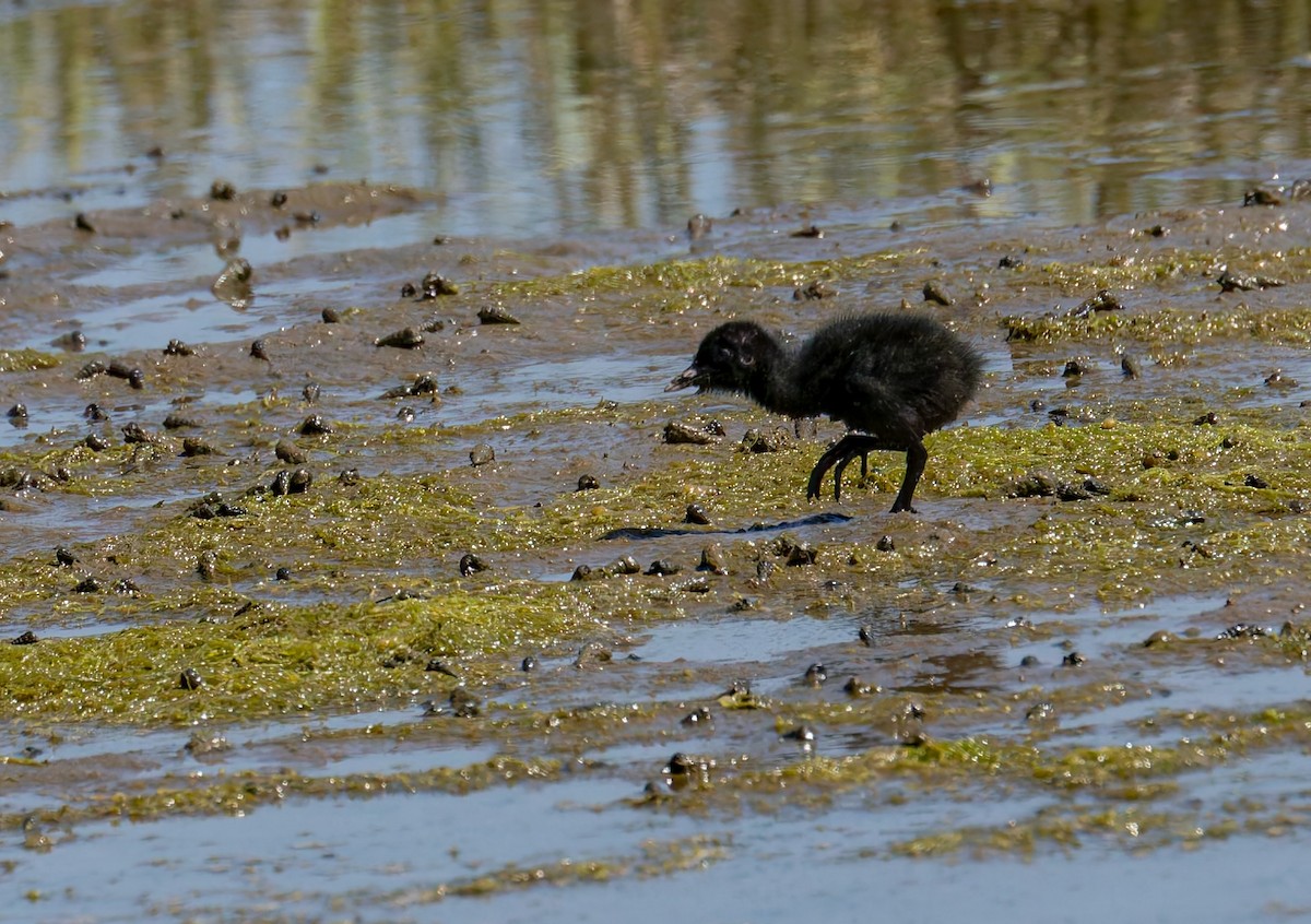 Ridgway's Rail (Light-footed) - ML644193321