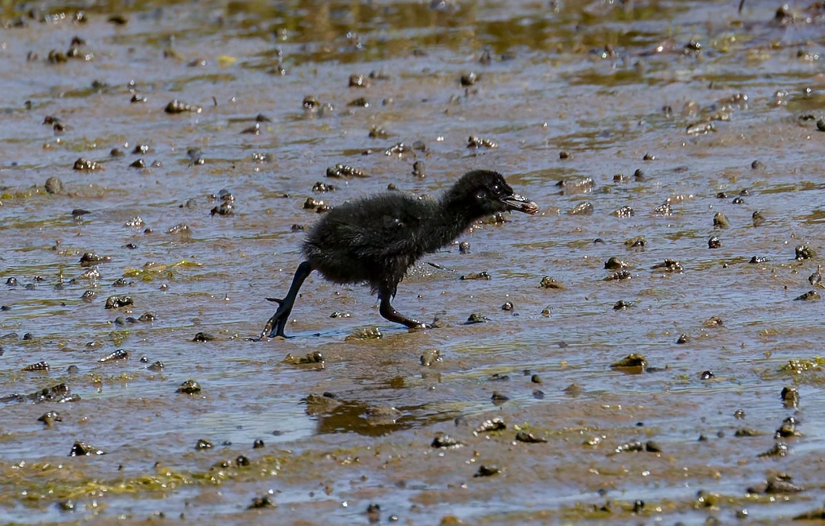 Ridgway's Rail (Light-footed) - ML644193328
