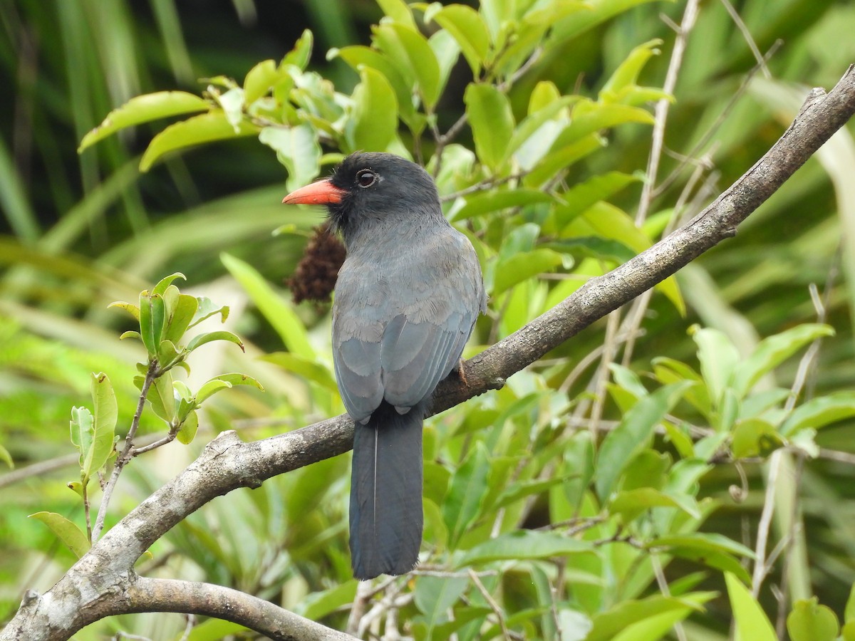 Black-fronted Nunbird - ML644193331