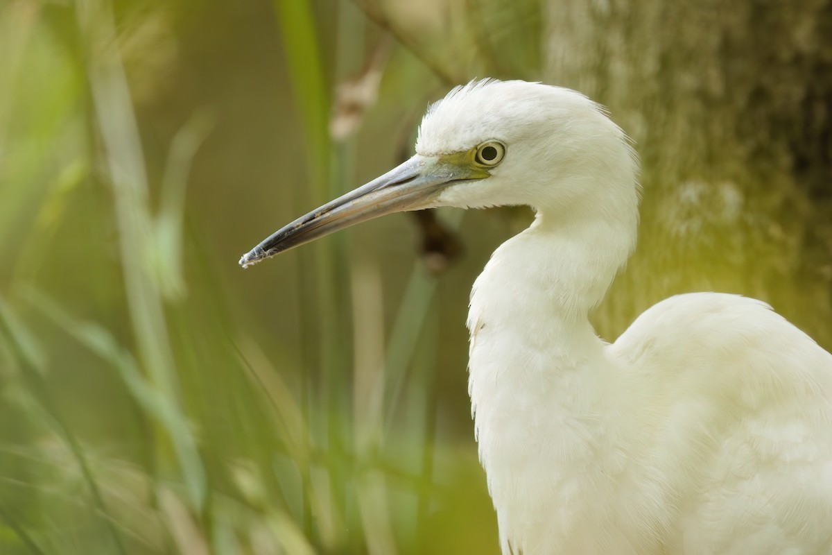 volavka modrošedá - ML644193345