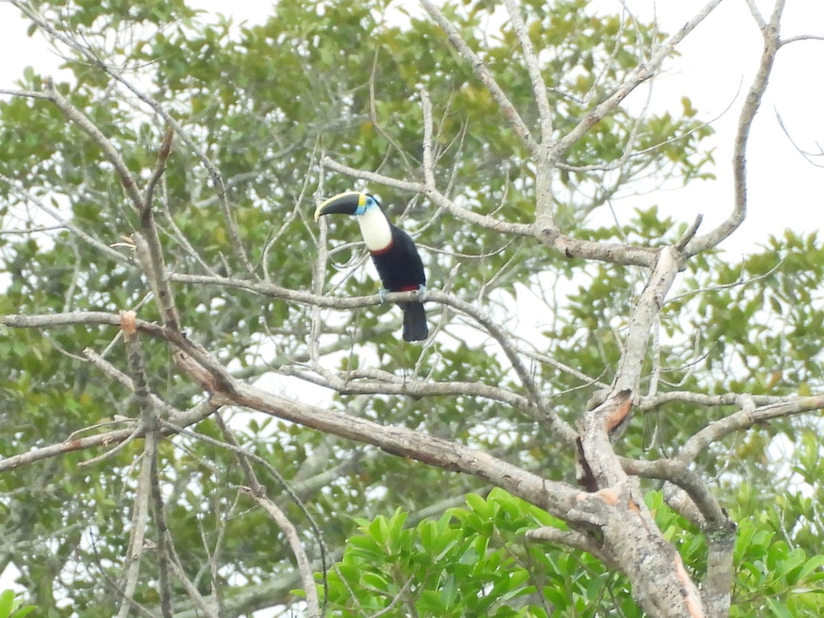 White-throated Toucan - ML644193357