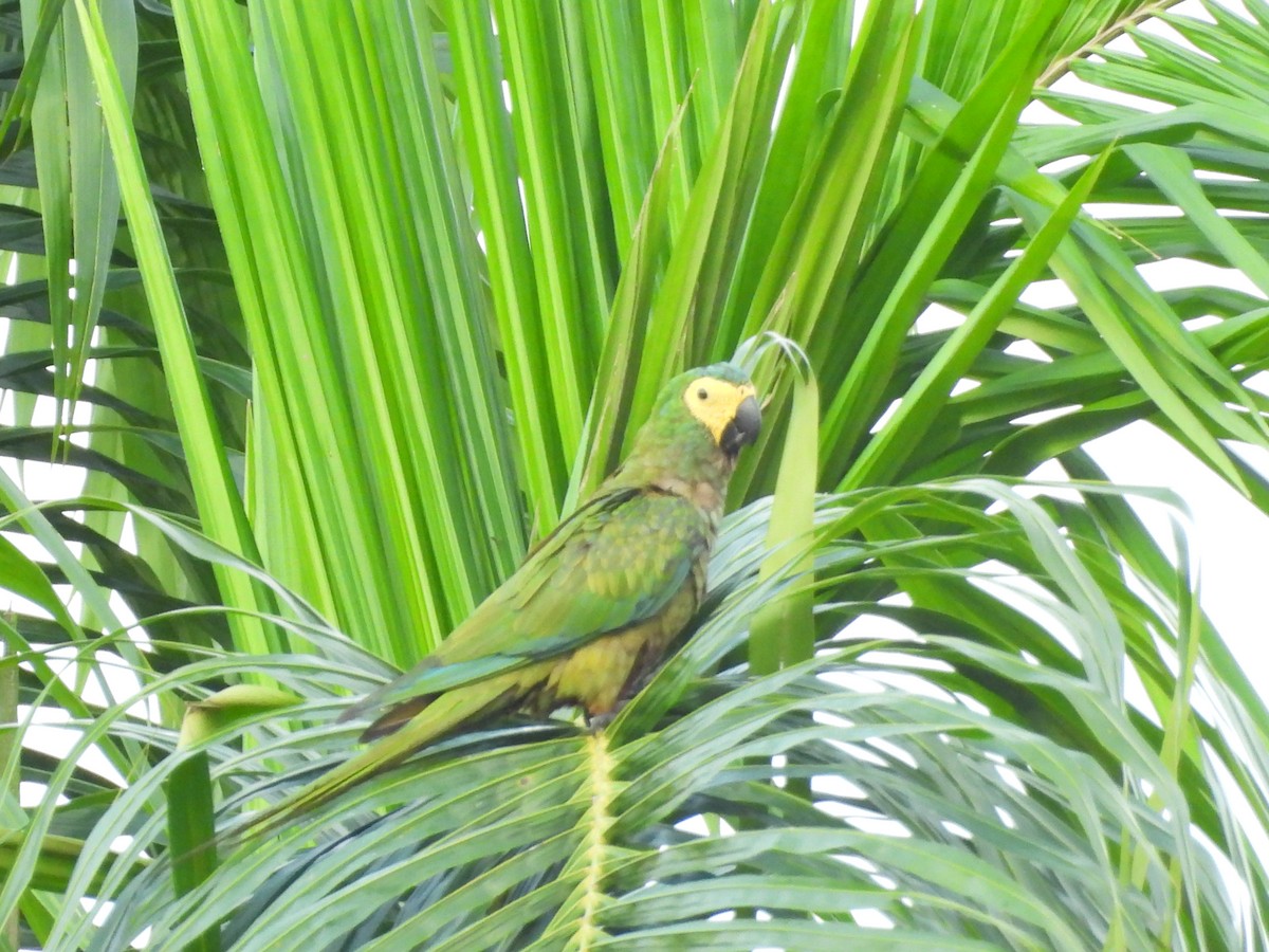 Red-bellied Macaw - ML644193373