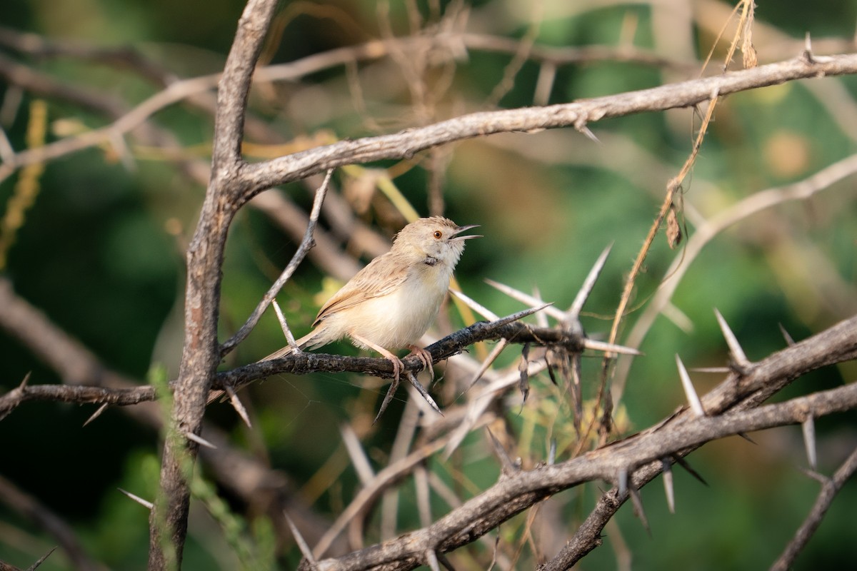 Delicate Prinia - ML644193379