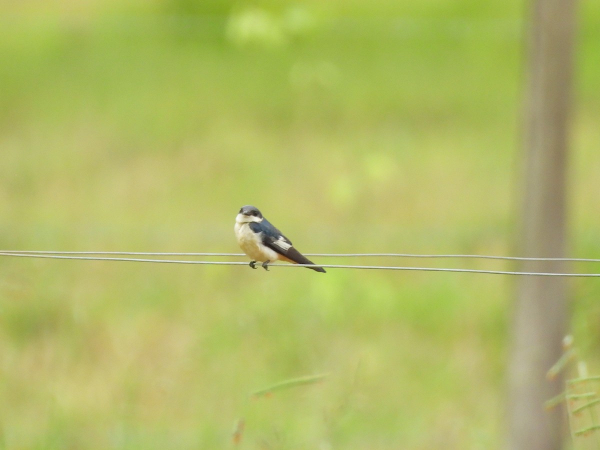 ハジロミドリツバメ - ML644193408