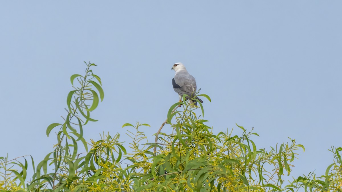 Gleitaar - ML644193425