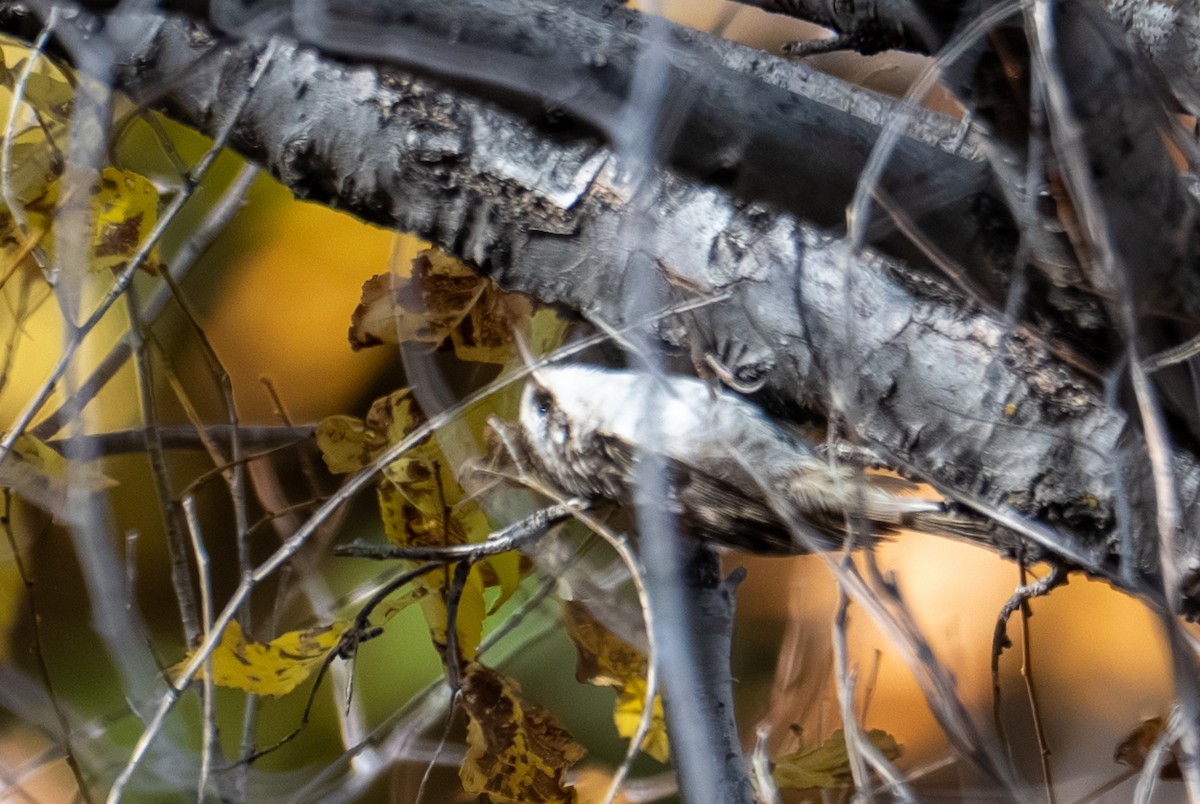 Brown Creeper - ML644193430