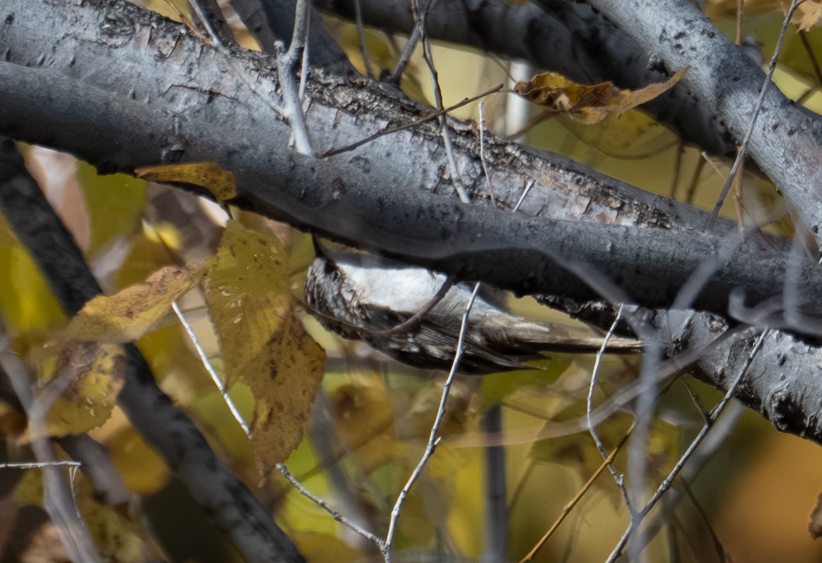 Brown Creeper - ML644193431