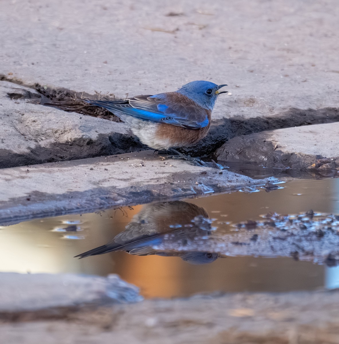 Western Bluebird - ML644193448