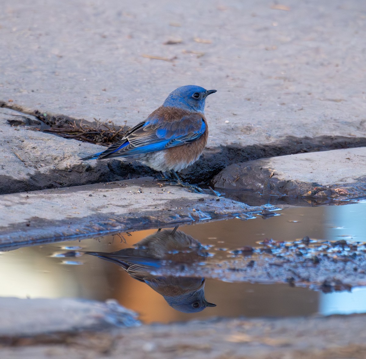Western Bluebird - ML644193449