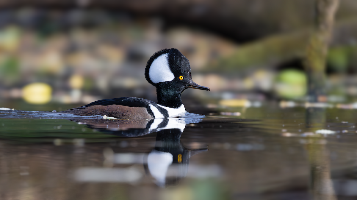 מרגון מקושט - ML644193461