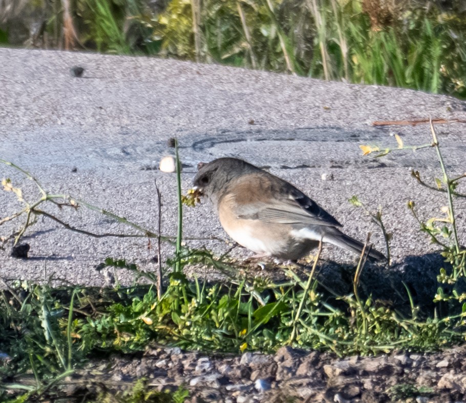 Dark-eyed Junco (Oregon) - ML644193468