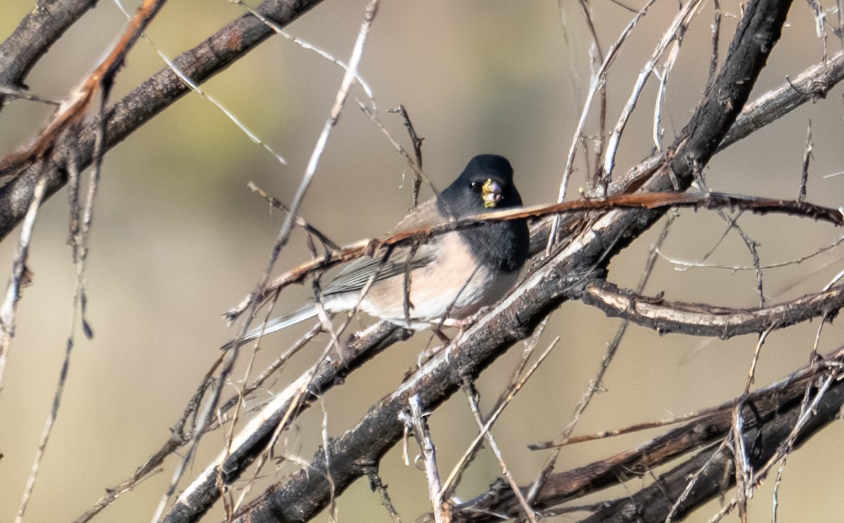 Dark-eyed Junco (Oregon) - ML644193469