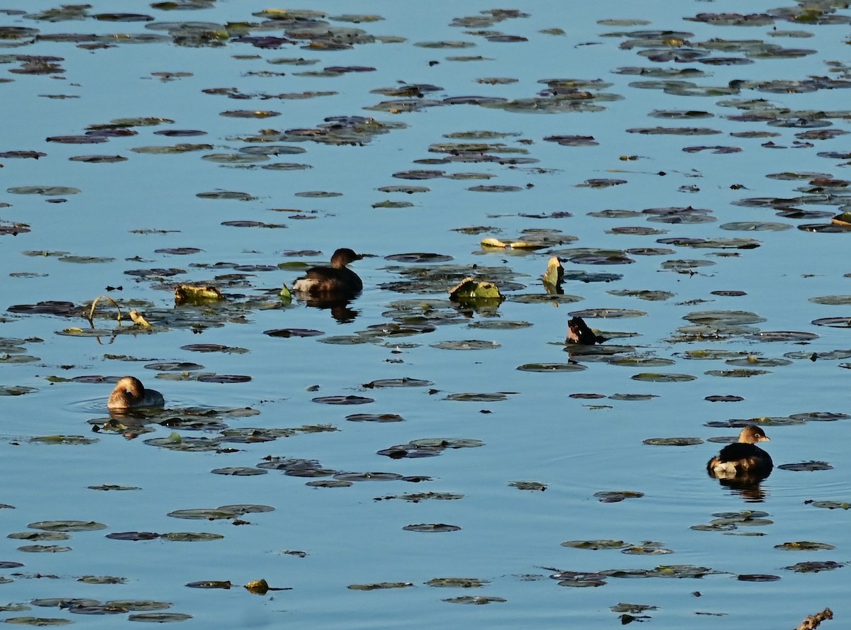 potápka americká - ML644193470