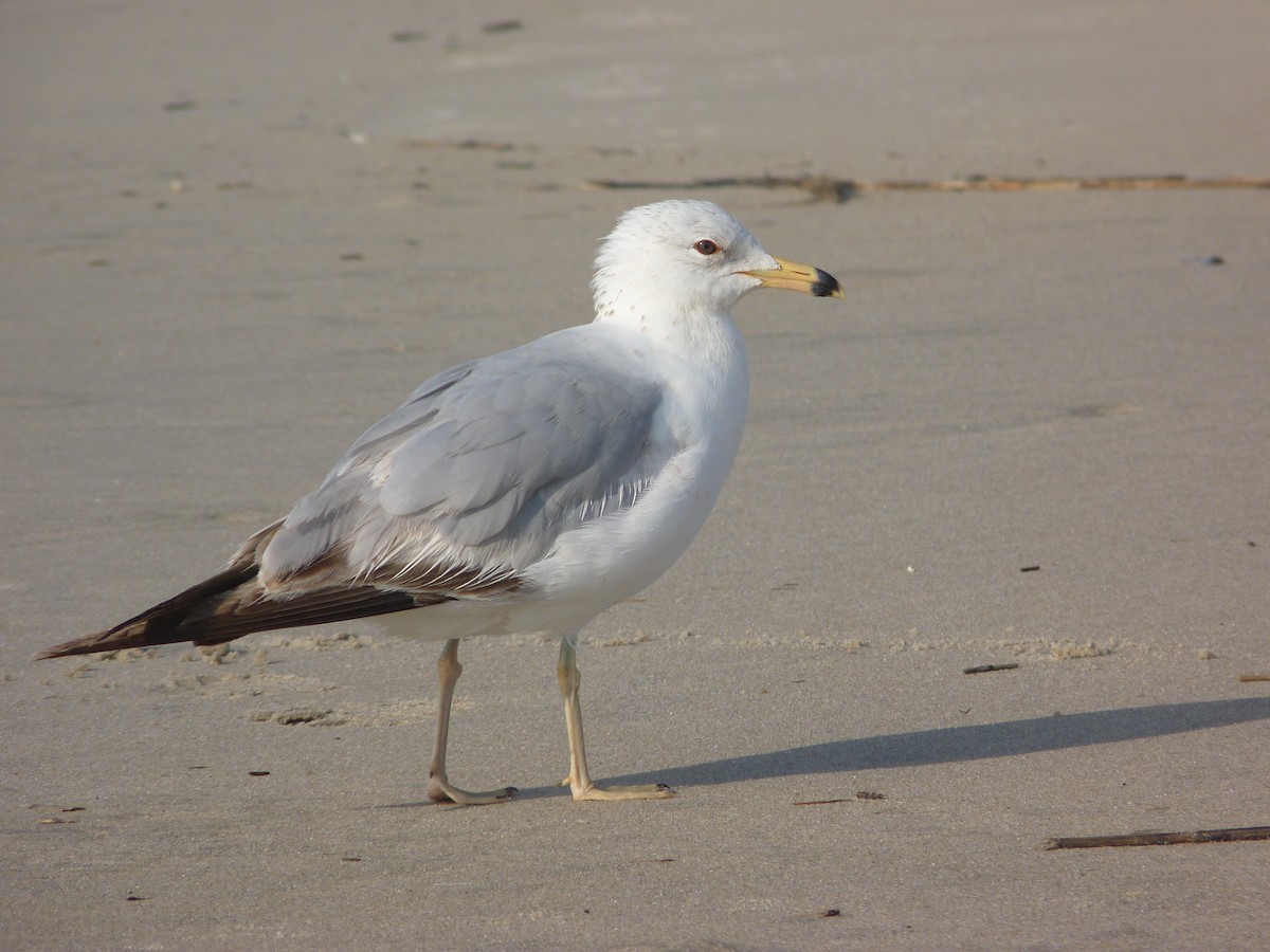 Ring-billed Gull - ML644193472