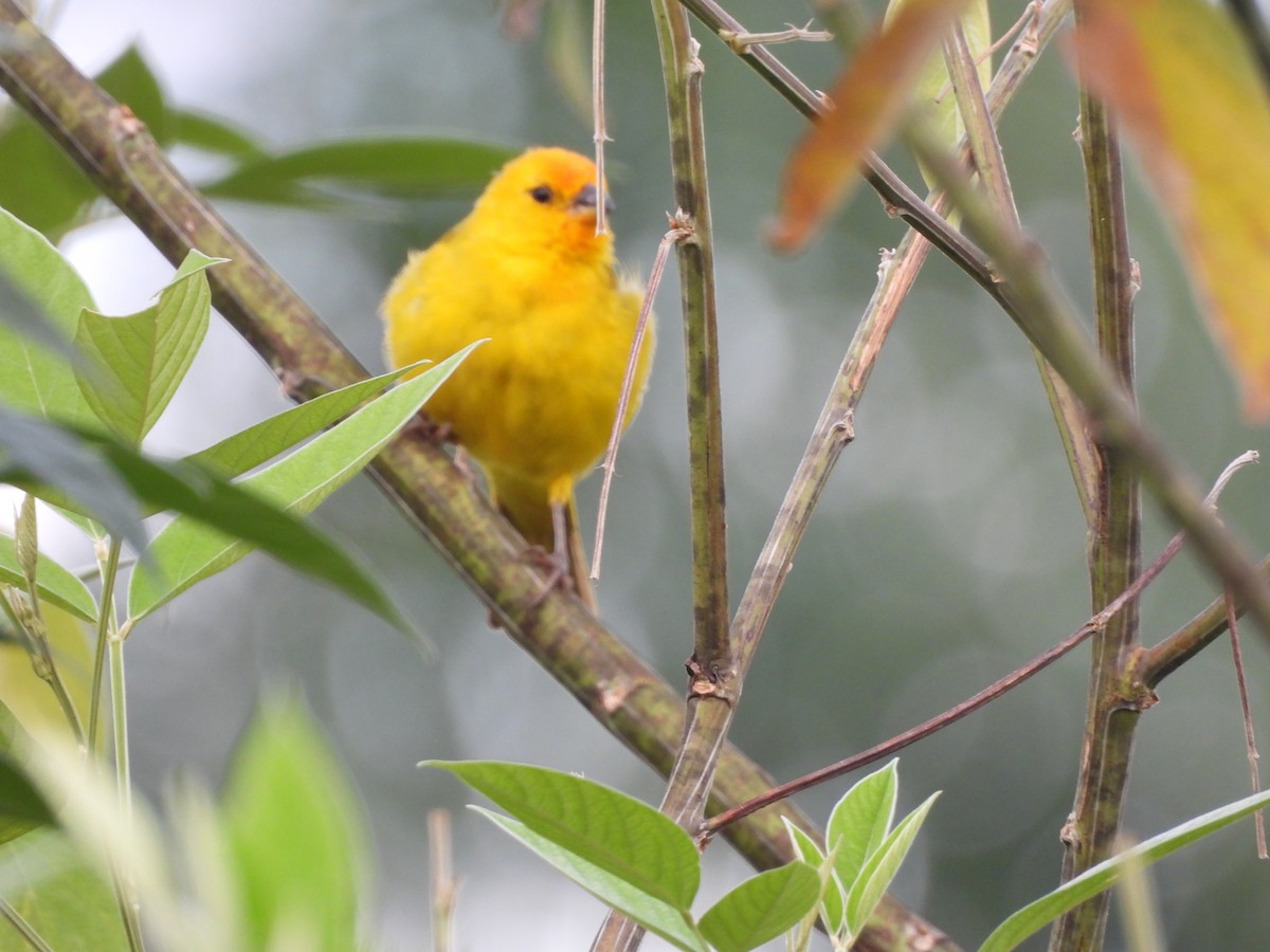 橙黃雀鵐 - ML644193473