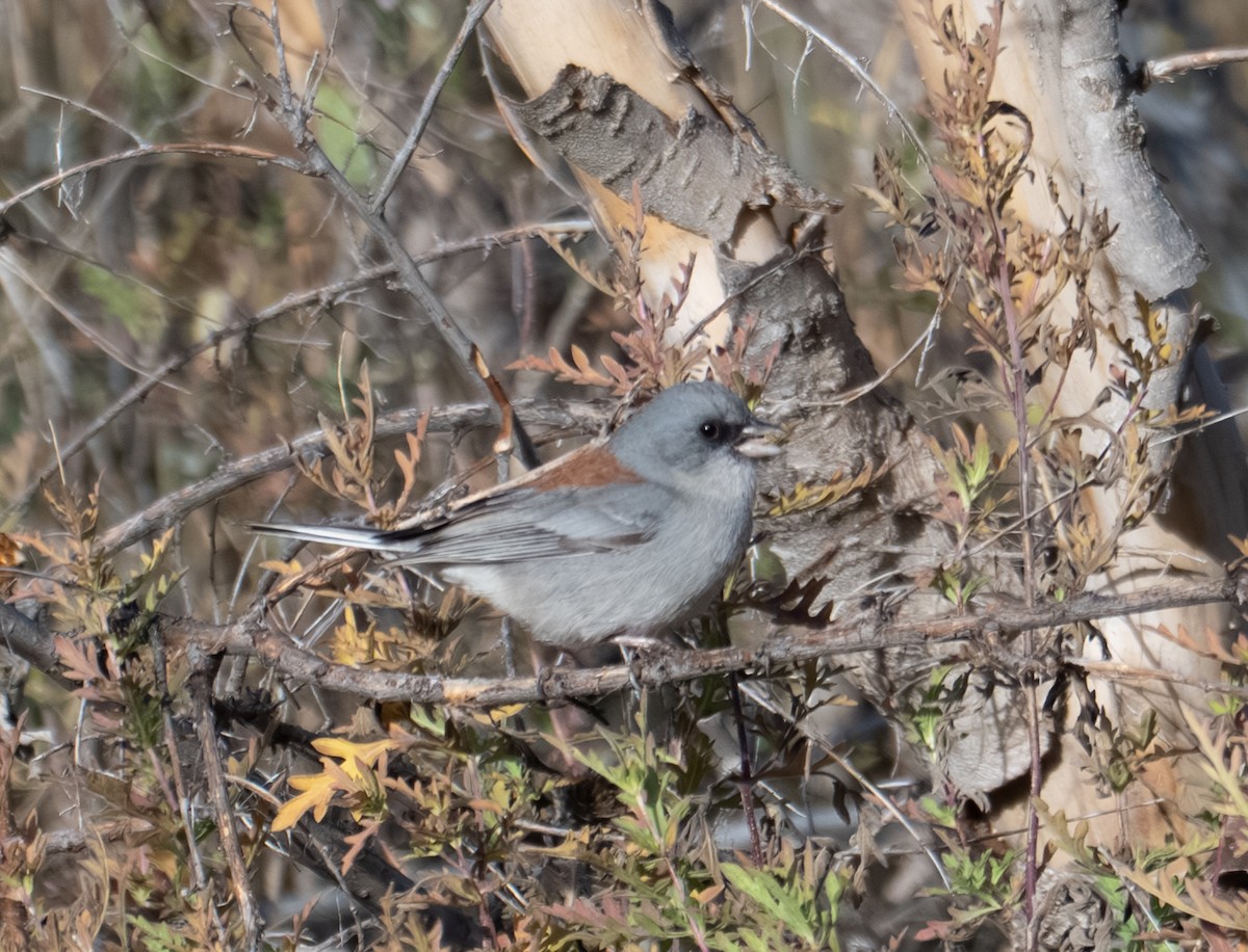 Dark-eyed Junco (Red-backed) - ML644193475