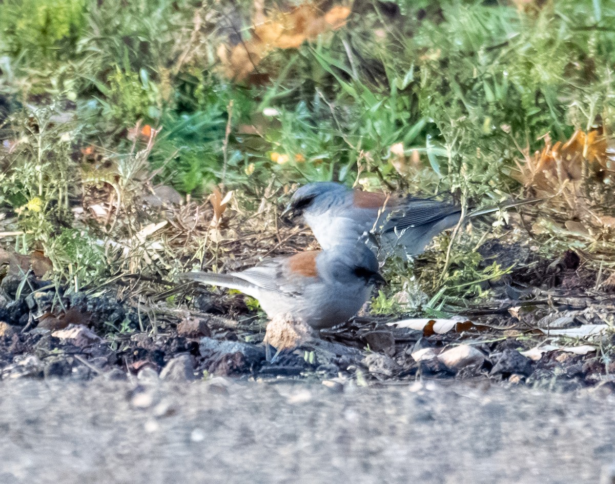 Dark-eyed Junco (Red-backed) - ML644193476