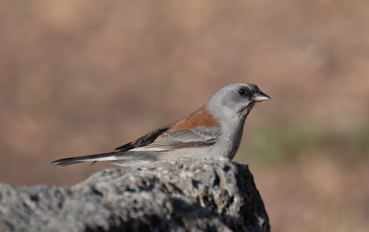 Dark-eyed Junco (Red-backed) - ML644193477