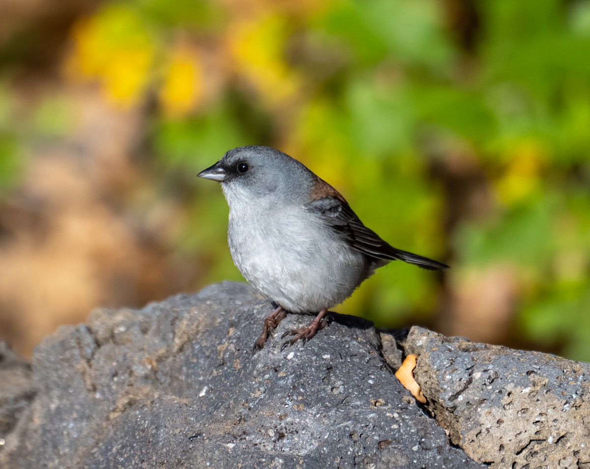 Dark-eyed Junco (Red-backed) - ML644193478