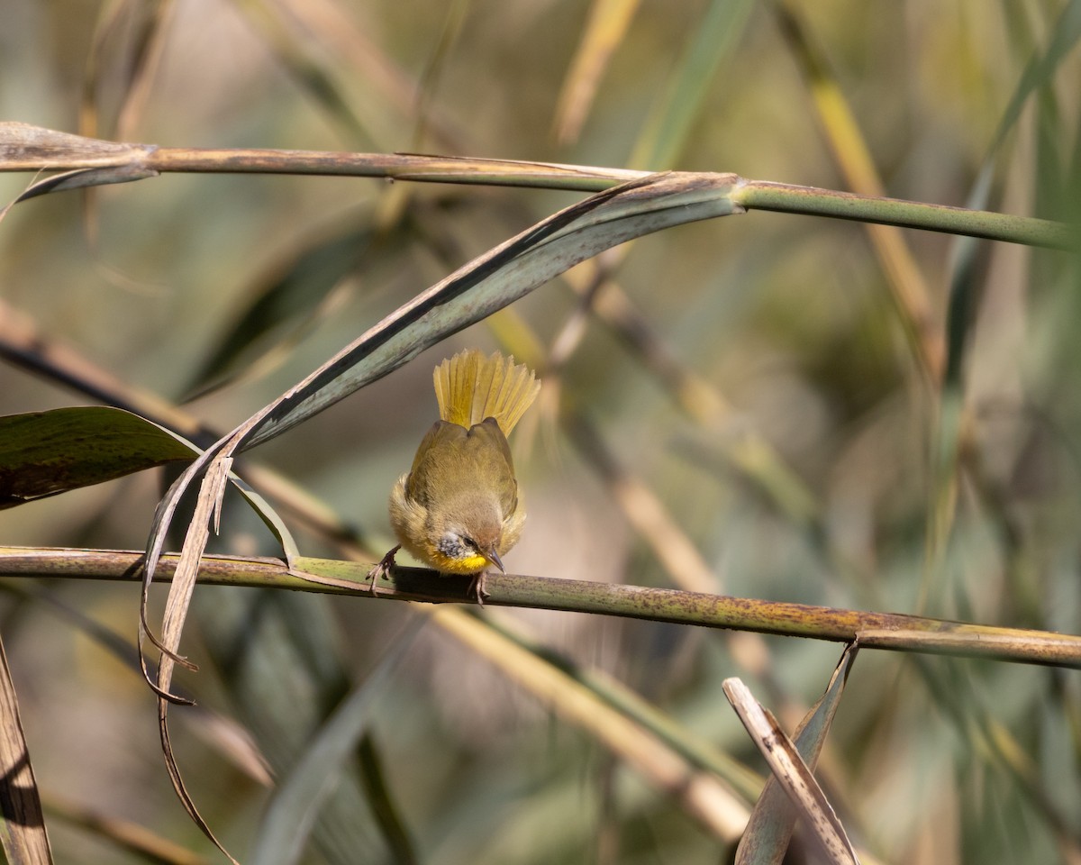 Common Yellowthroat - ML644193487
