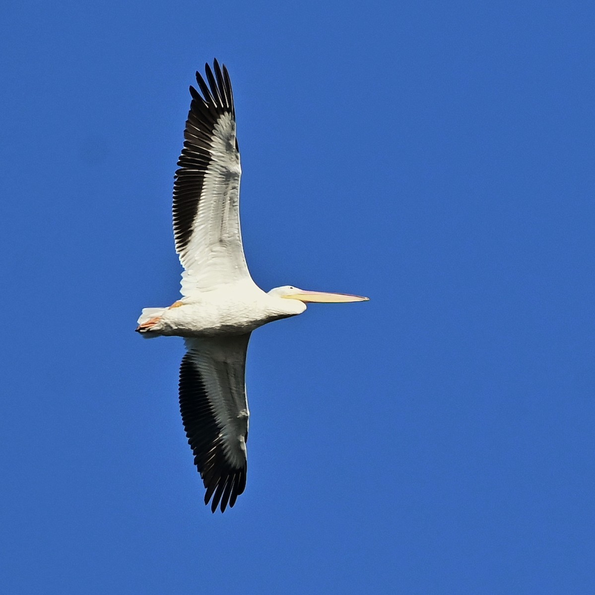 pelikán severoamerický - ML644193488