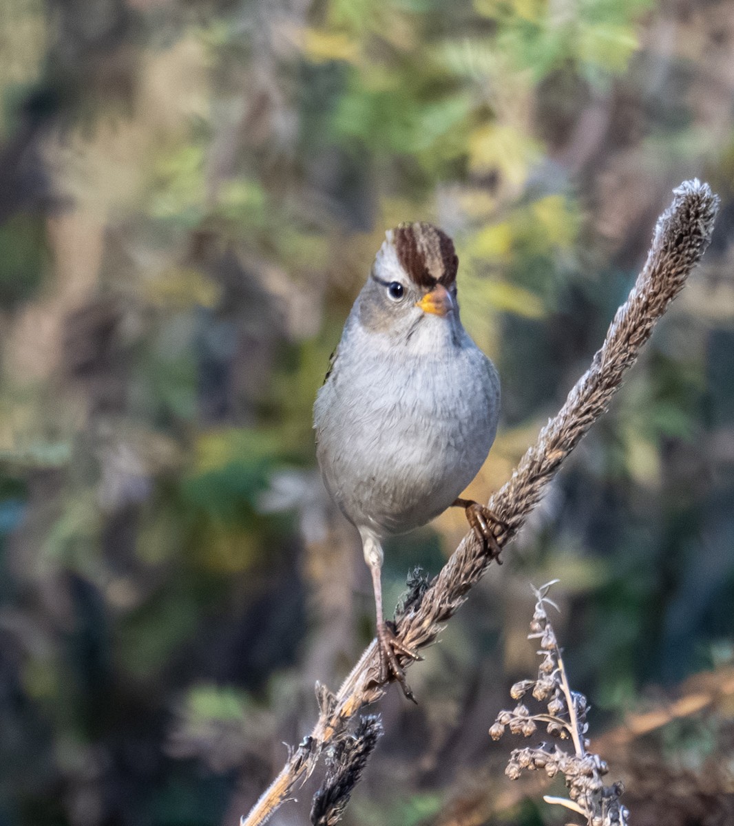 White-crowned Sparrow - ML644193489