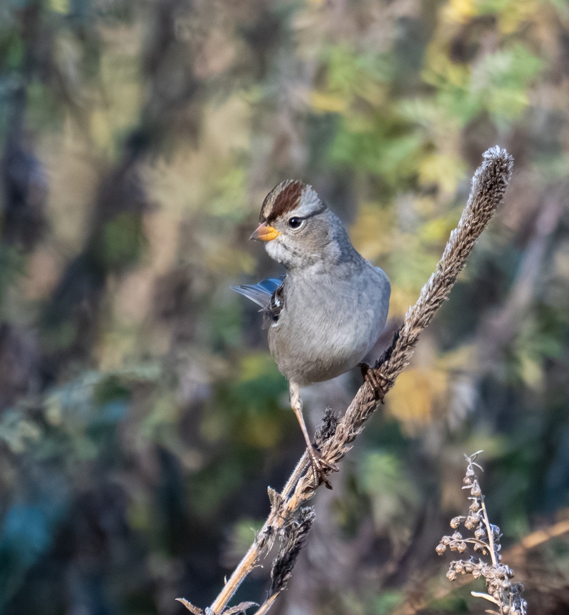 White-crowned Sparrow - ML644193490