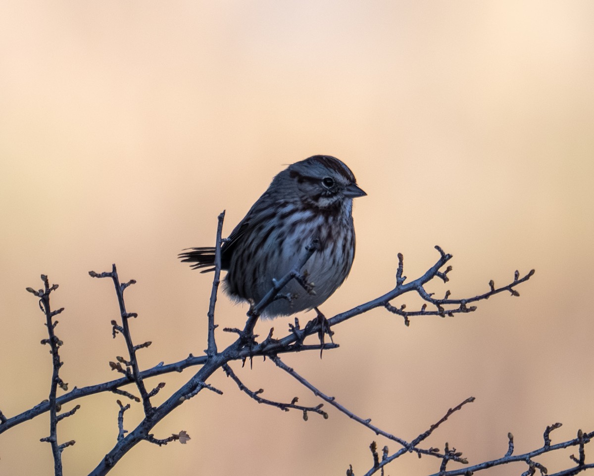 Song Sparrow - ML644193492