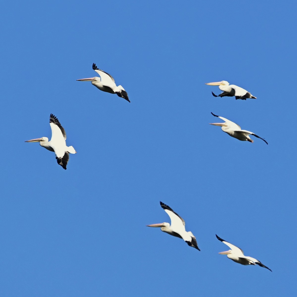 pelikán severoamerický - ML644193498