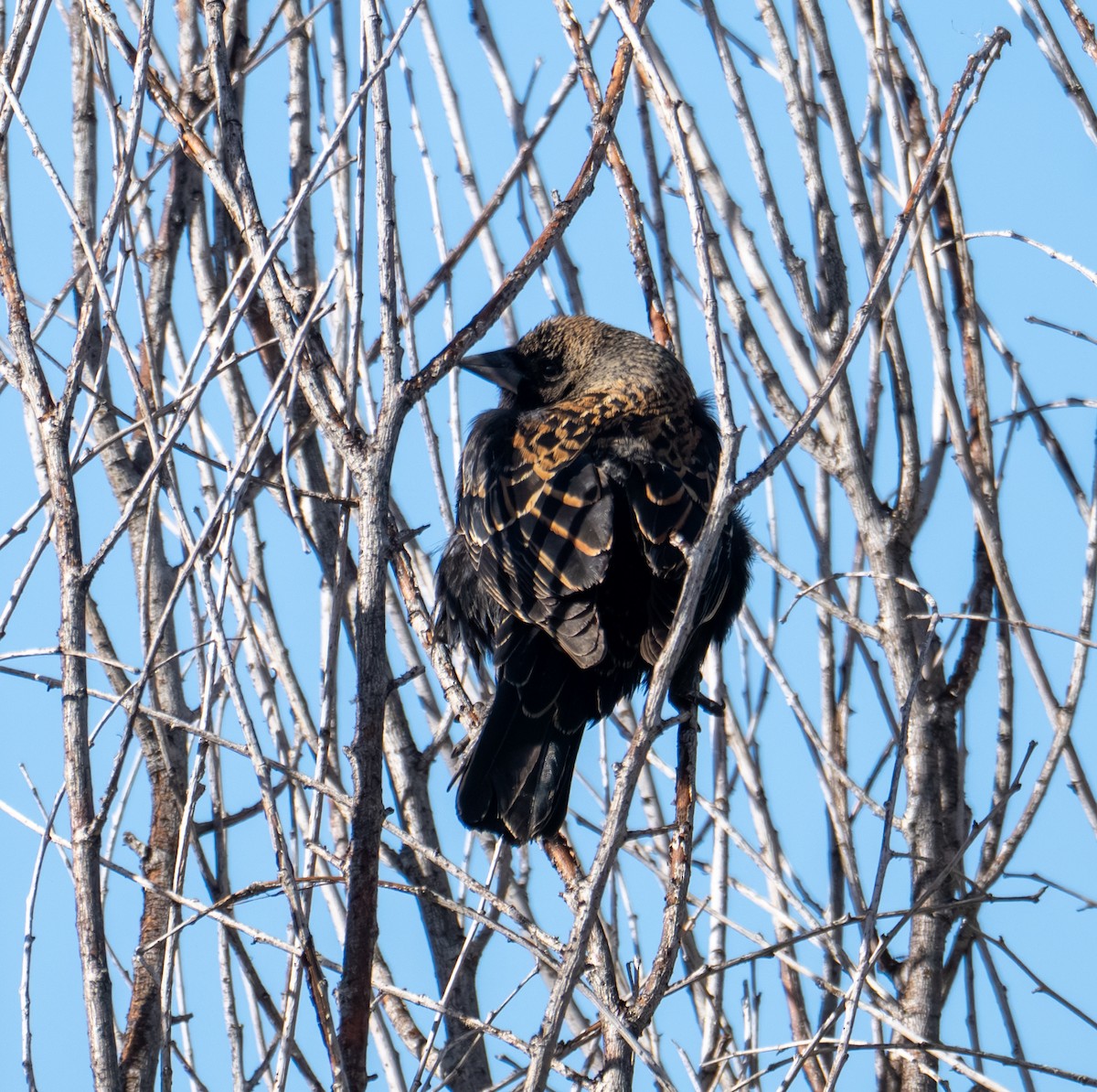 Red-winged Blackbird - ML644193503